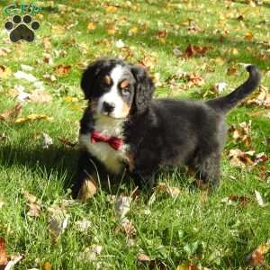 Braxton, Bernese Mountain Dog Puppy